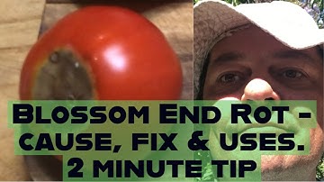 Blossom End Rot in Tomatoes - 2 Minute Tip – the Cause, Use of Fruit and the Fix