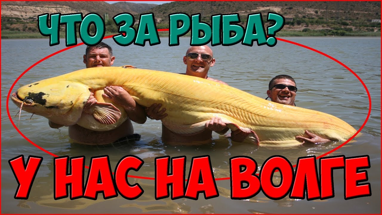 В волге поймали чудовище