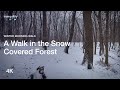 [4K] Winter Morning WALK in the SNOW Covered Forest with Sounds of Snow Crunch Footsteps | ASMR