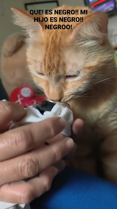 QUE! ES NEGRO !MI HIJO ES NEGRO!!NEGROO!!