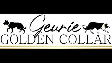 Geurie Golden Collar - Australian Allround Stockdog finals