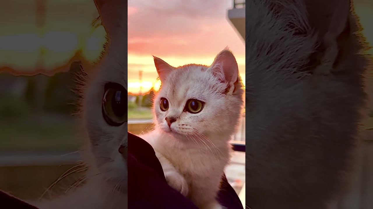 Golden hour blessing from Pucu 🐾 He winked then meowed 