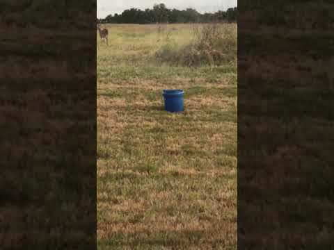 The Backyard Pack Youtube