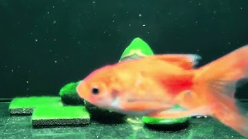 Hair Algae growth 
