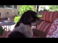 Best Havanese howl