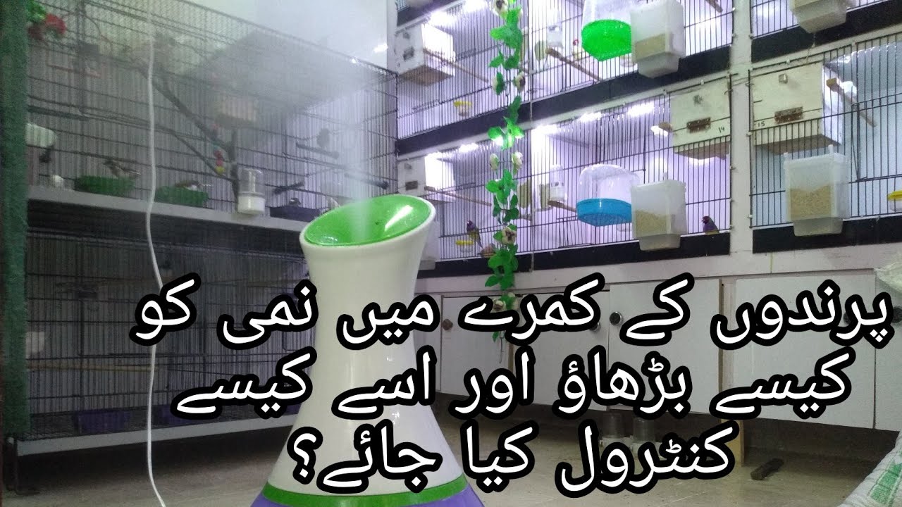 How to control and increase Humidity in Birds Room || By Huzaifa Advani ...