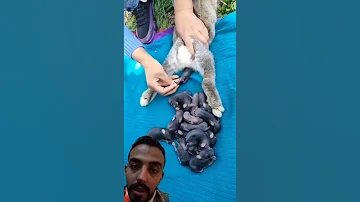 شوف الارنب قدرت تولد كام ارنب صغير سبحان الله 