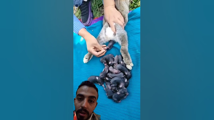 شوف الارنب قدرت تولد كام ارنب صغير - سبحان الله 😍😱