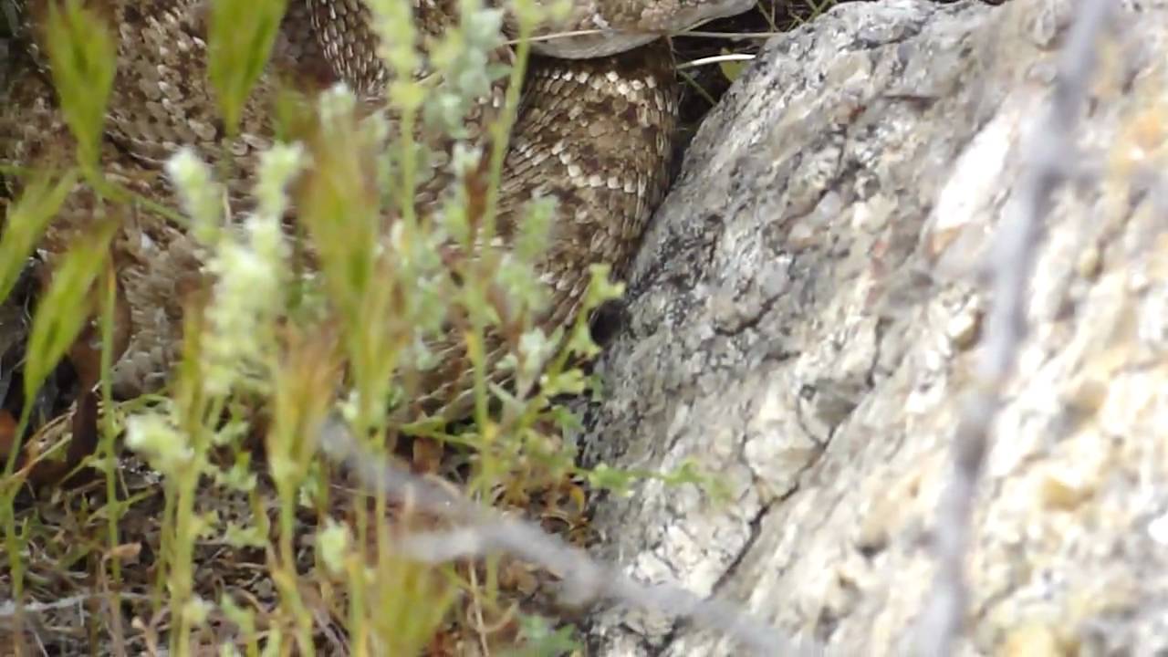 Arizona Field Herping 4-10-2010 Western Diamondback Rattler Number 1