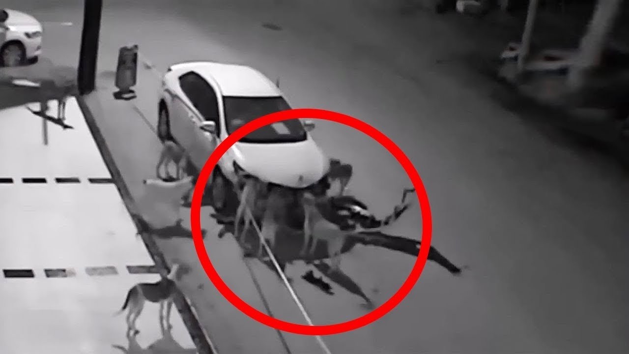 Tato videa nikdo nedokáže vysvětlit!