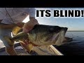Catching Some Messed Up Bass!