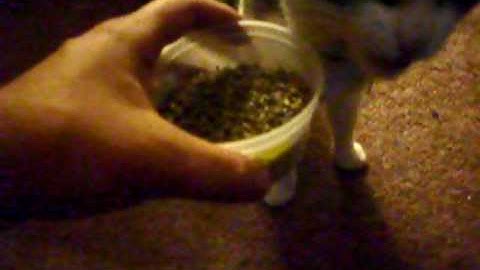 cat nip hog - buster the cat