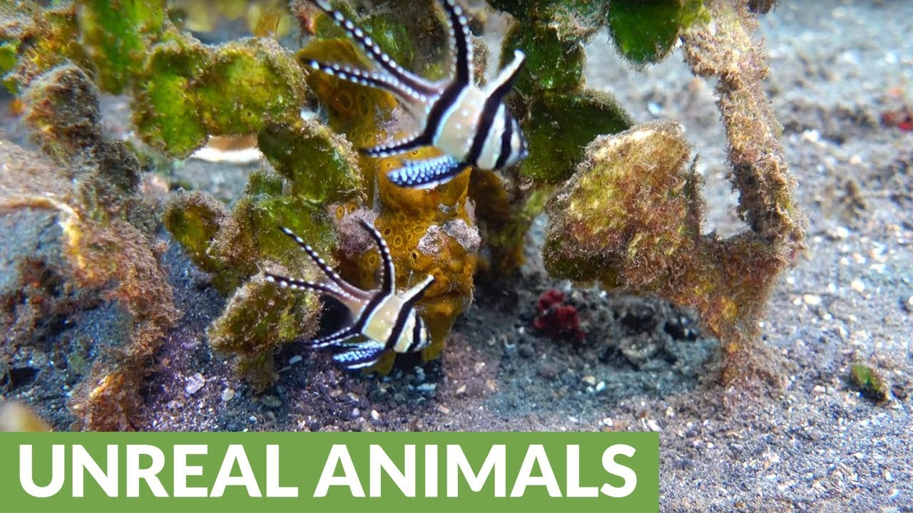 Rare footage of Warty Frogfish brilliantly hunting prey