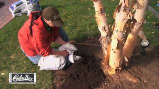 How To Properly Mulch Around Trees - With Coast of Maine's Dark Bark Mulch