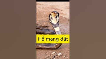 Tên Gọi Của 3 Loài Rắn Hổ Mang Độc Nhất VN #shorts #rắn #ranhomang  #review  #dietcontrungtannguyen