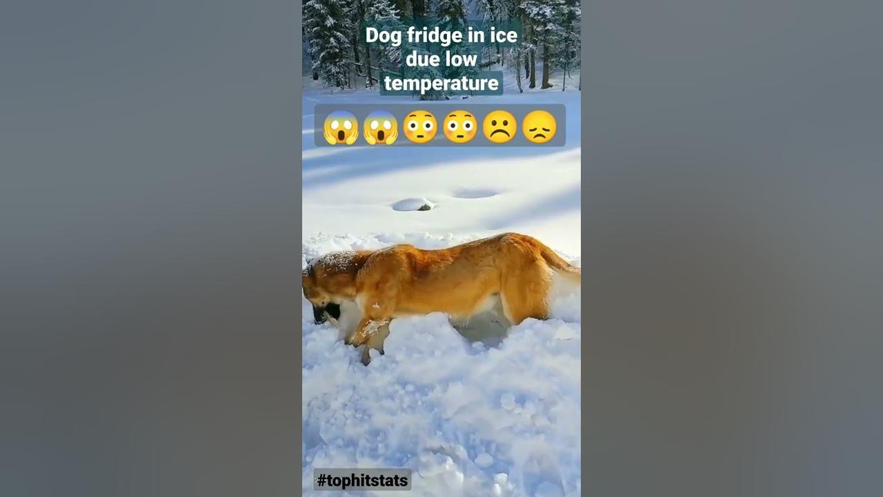 Dog die hue to winter || Freeze in ice π§ Dog die hue to winter || Freeze in ice π§