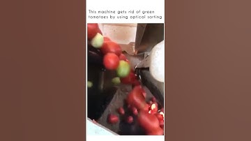 Using AI optical sorting to get rid of the green tomatoes #ai #aivision  #artificialintelligence