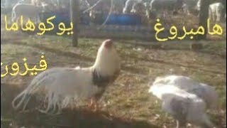 مزرعة دجاج الزينة المشارك بمعرض الطيور بالقنيطرة