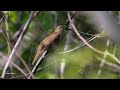 Thrush nightingale song -  Luscinia luscinia - Privighetoare de zăvoi