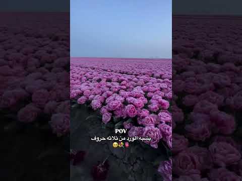 ستوريـات بنات كيـوت ستوريـات بنـات انستـا كيـوت بـدون كتابـه فيديوهـات كيـوت بـدون حقـوق 