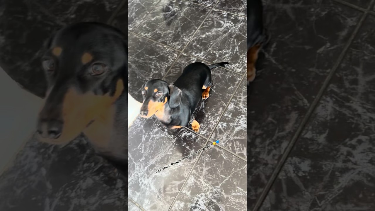 Pov:When Reggie sit before you tell him🤣💙