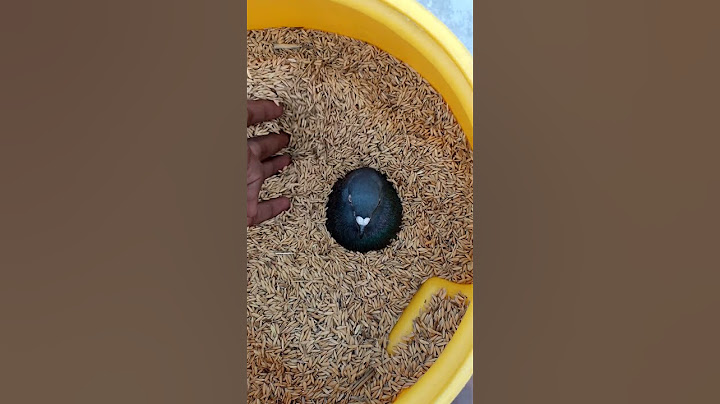 Kabutar डरम ke अंदर फस gyi 😱🥰 #shorts #youtubeshorts #video #viral