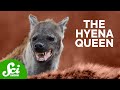 Hyena: Queen of the Jungle?