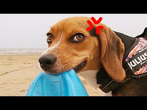 自分でやったのにムカついて砂浜にアタリちらかす犬【ビーグル犬ハピちゃん日記】