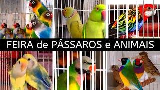 Feira de Pássaros e Animais de estimação  #passaros #animaisdeestimação