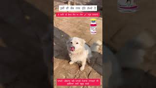 ਆਪਣੇ ਪਰਿਵਾਰ ਅਤੇ ਆਪਣੇ ਪਿਆਰੇ ਜਾਨਵਰਾਂ ਦੀ ਸੁਰੱਖਿਆ ਲਈ ਜ਼ਰੂਰ ਵਰਤੋ #youtubeshorts #motivation