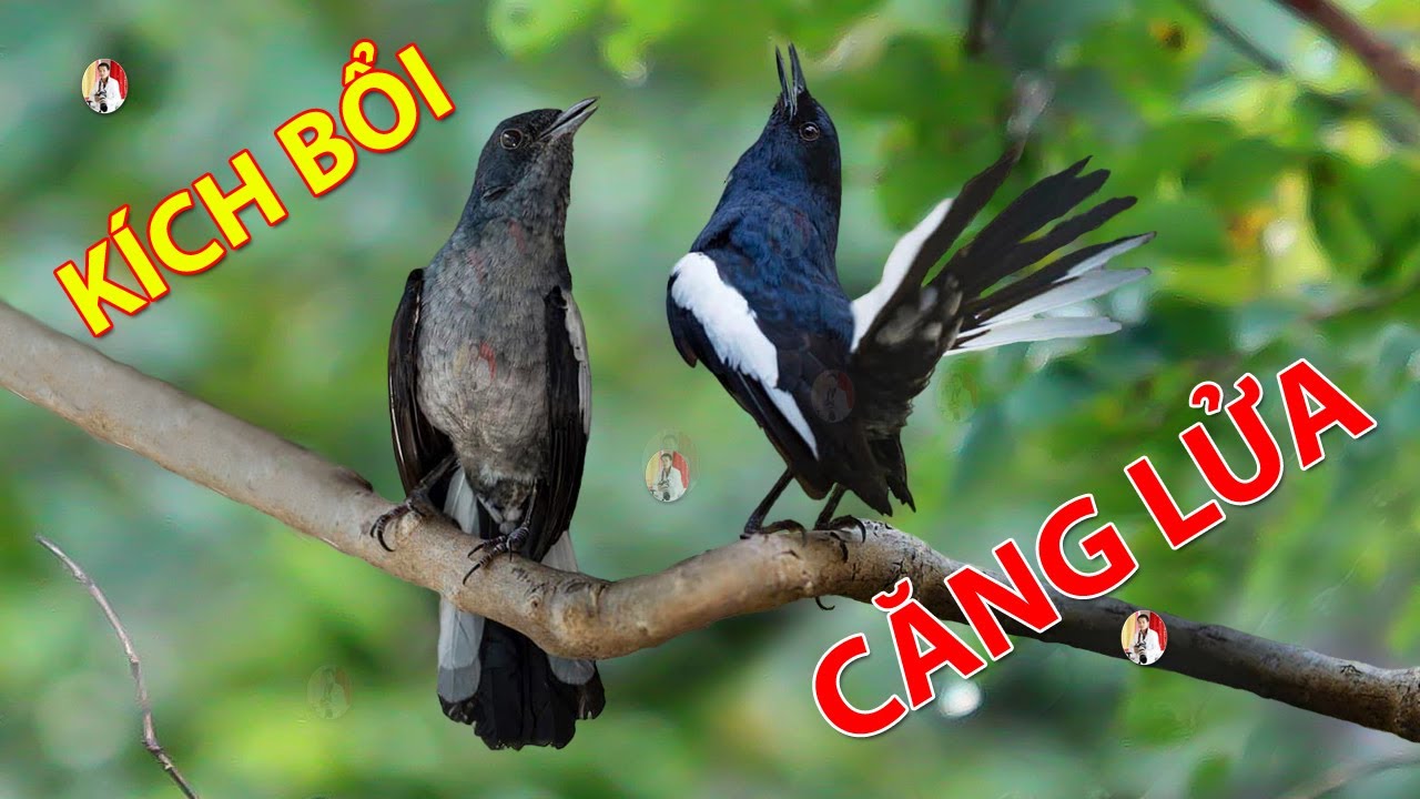 Choè than mồi hót réo kích bổi ức chế đấu lại | Chòe than hót giọng rừng cực phê 