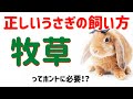 【うさぎ初心者必見】獣医師が教える牧草の秘密　うさぎの食事 Vol.1