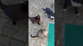 Minnoş Cats Çetesi