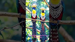 King of the Sky 👑🦚 | The Most Powerful &amp; Beautiful Bird Ever!”#royal #birds #birds #shots