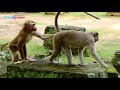 Wow, Very funny orphan abandoned monkey Rolex chasing & wrestling with Spring monkey sweetly.
