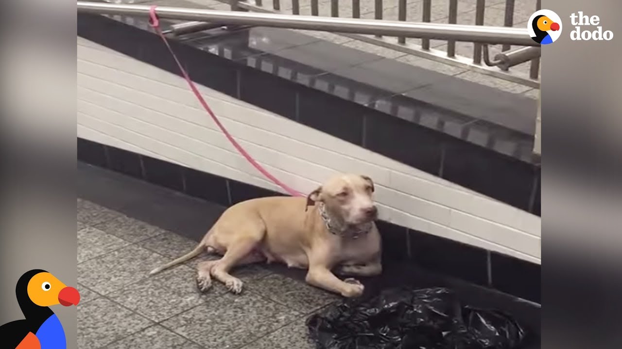 Pit Bull Dog Mom Abandoned At NYC Train Station | The Dodo - YouTube