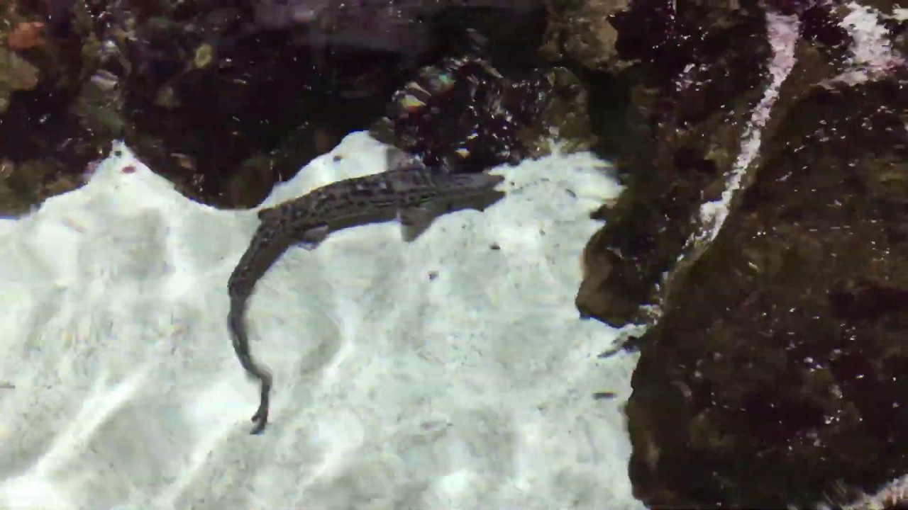 goalie training Marbled Catshark in the Mangrove Tank at Jenkinson's Aquarium