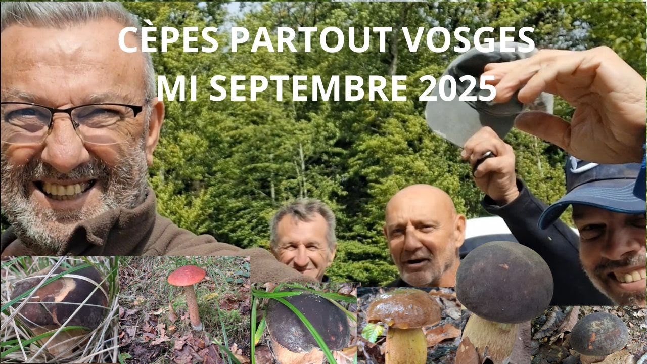 𝗖È𝗣𝗘𝗦 𝗣𝗔𝗥𝗧𝗢𝗨𝗧 𝗩𝗢𝗦𝗚𝗘𝗦 𝗠𝗜 𝗦𝗘𝗣𝗧𝗘𝗠𝗕𝗥𝗘 𝟮𝟬𝟮𝟱 🌲🍄‍🟫🌳