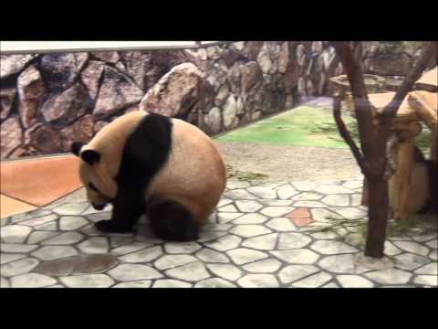 201307良浜にちょっかいを掛ける優浜