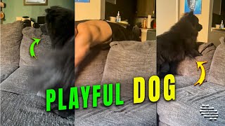 Dog Playing a Catch Me if You Can Game with Owner