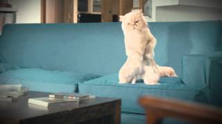 Ypf Serviclub - Gato