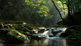 Лесная река в теплый летний день. 9 часов расслабляющих звуков природы.