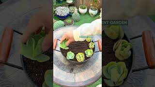 쉽고 예쁜 다육이 DIY 인테리어 아이디어 🌵✨