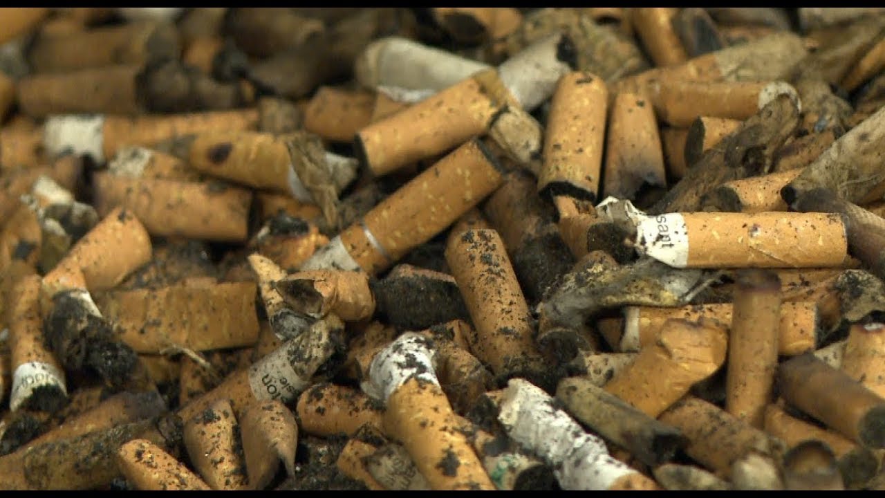 Mégot, autopsie d'un pollueur de taille