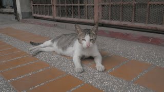 Feeding and giving shelter to a pregnant cat by French Stevey 56 views 2 years ago 1 minute, 28 seconds