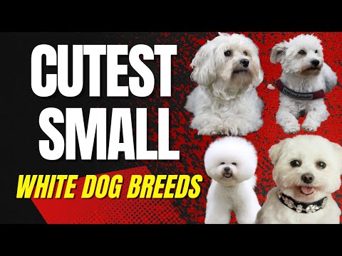 Videó: Öt igazán aranyos, kis, fehér kutyafajták