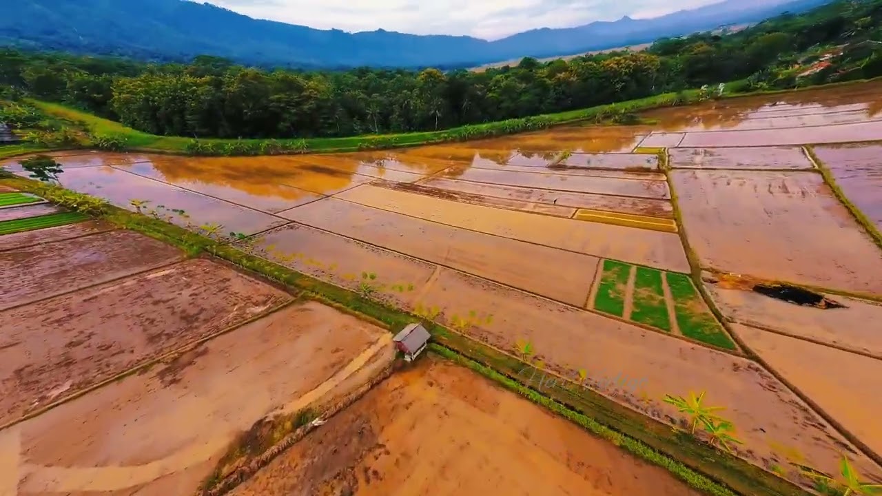 Terbang bersama kawanan burung