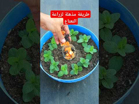 تعلم طريقة جديدة لزراعة النعناع والخضروات اا