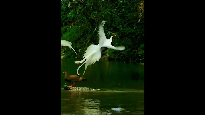 10 白鷳〡silver pheasant〡有仙鳥氣質，在小溪中戲水 - 天天要聞