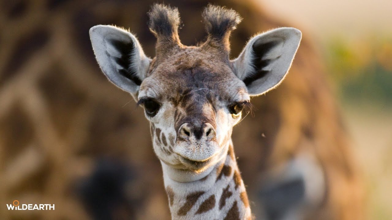 SafariLIVE Sunrise - 18 September 2025